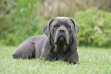 CANE CORSO 1317
